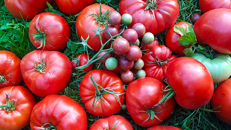 gardening tomatoes