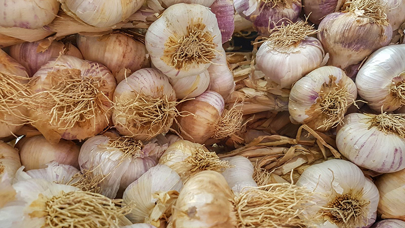 The Ultimate Guide to Growing Garlic