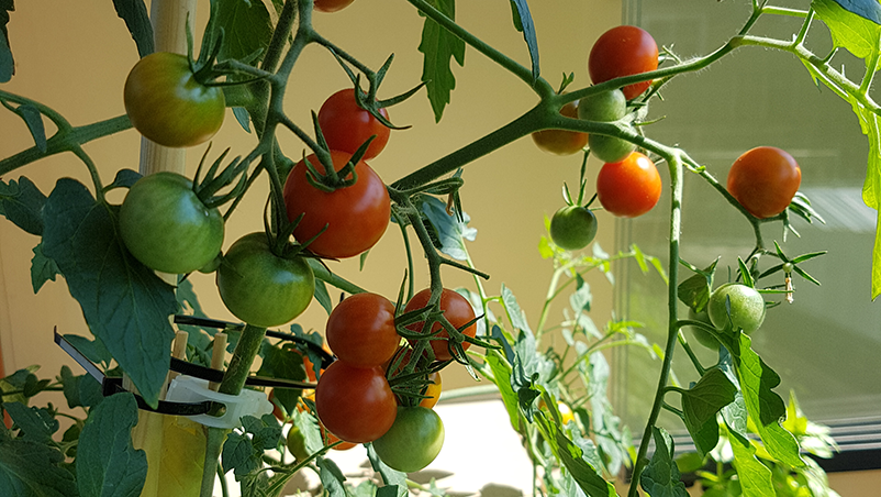Care of Indoor Tomato Plants