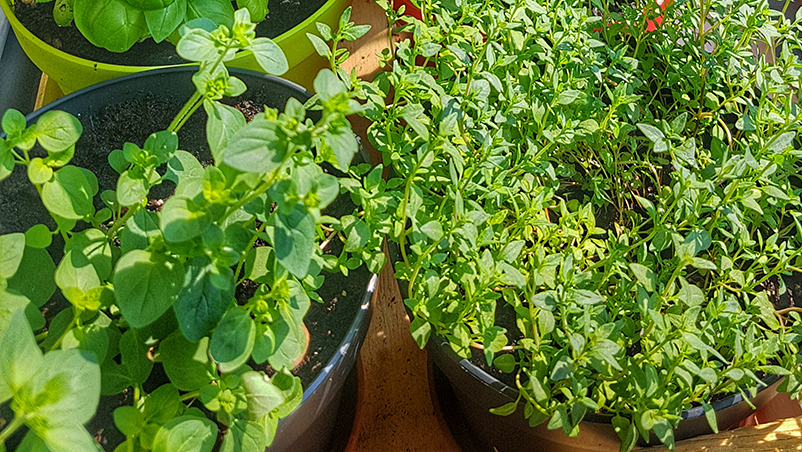 Indoor herb gardening
