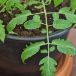 Small Space, Big Taste: Grow Tomatoes in Pots